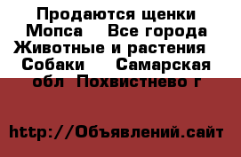 Продаются щенки Мопса. - Все города Животные и растения » Собаки   . Самарская обл.,Похвистнево г.